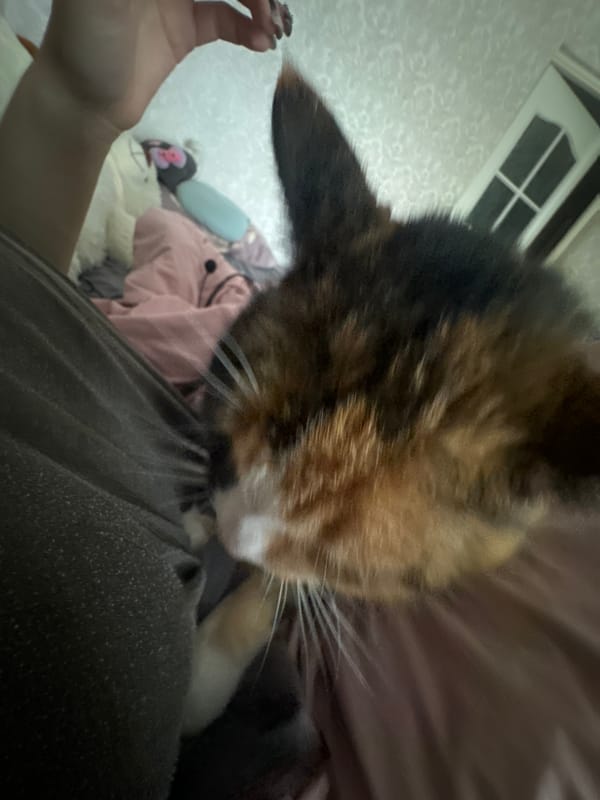 Calico cat photographed in relaxed indoor moments over 10 minutes