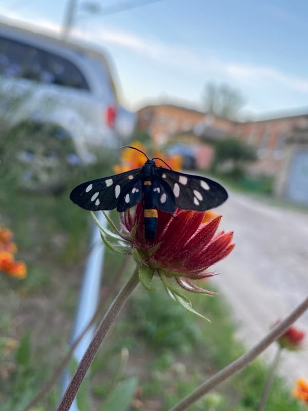 Butterflies, blooms, and backyard wildlife on a June afternoon
