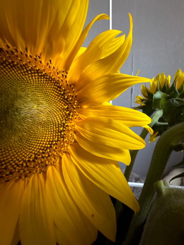 Sunflower close-ups and playful portraits in Марковский