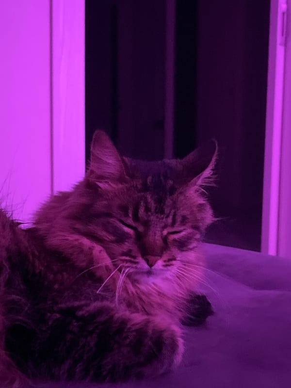Tabby cat evening at home, purple lights and wine