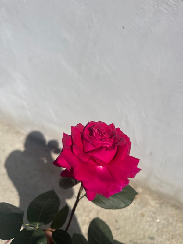 Red rose photographed in bloom in Bulgarian village