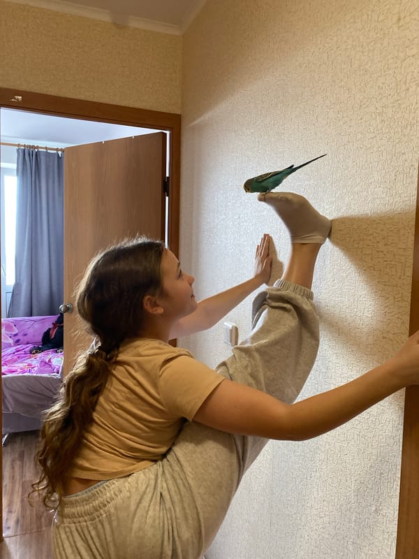Indoor parakeet encounter with family during afternoon hours