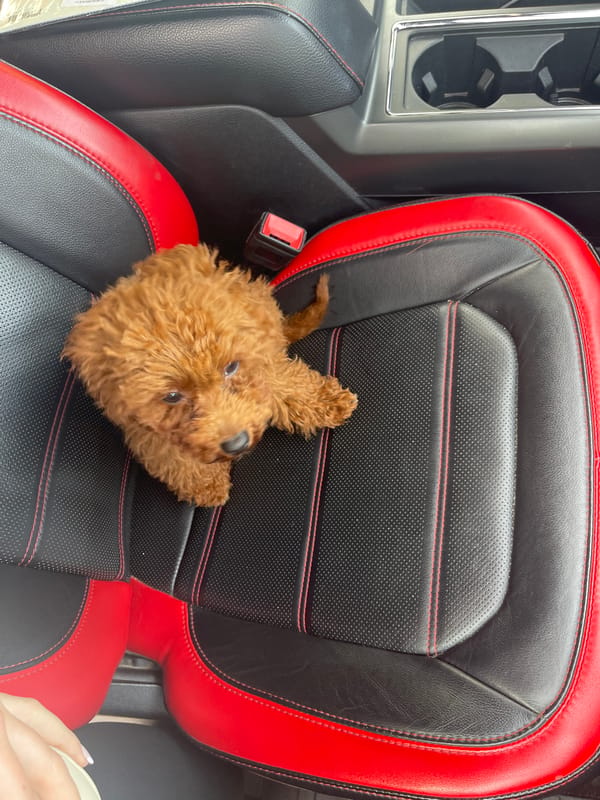 Dog spotted in car front seat in Sofia