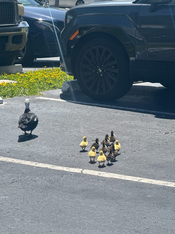 Duck family crosses parking lot in Hallandale Beach