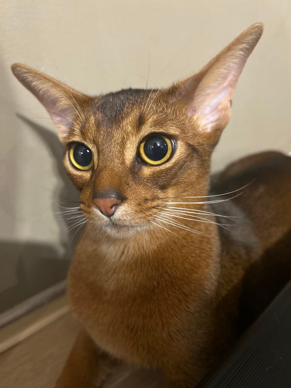 Abyssinian cat at play and rest in a Minsk apartment