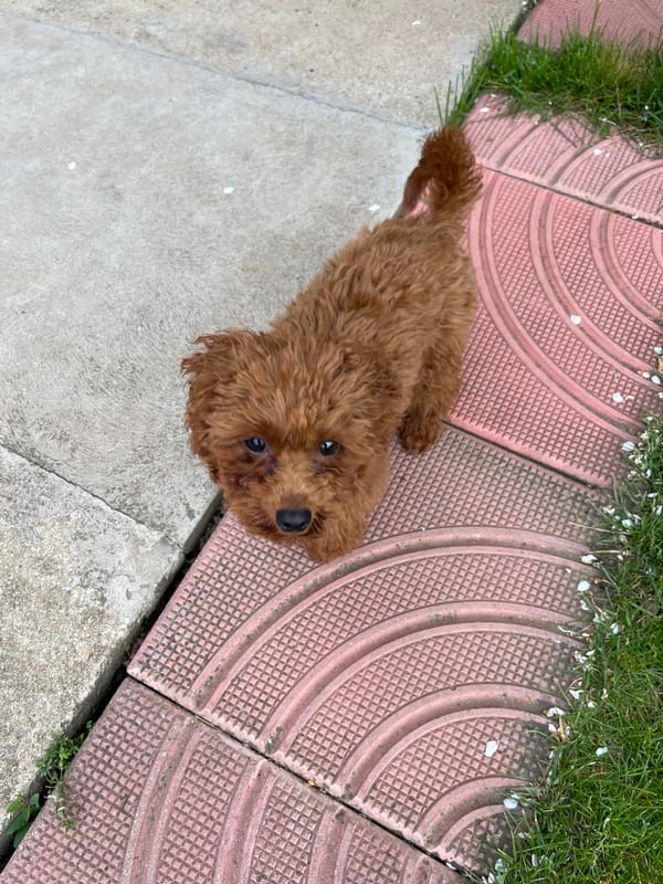 Brown poodle rests on Sofia patio with owner
