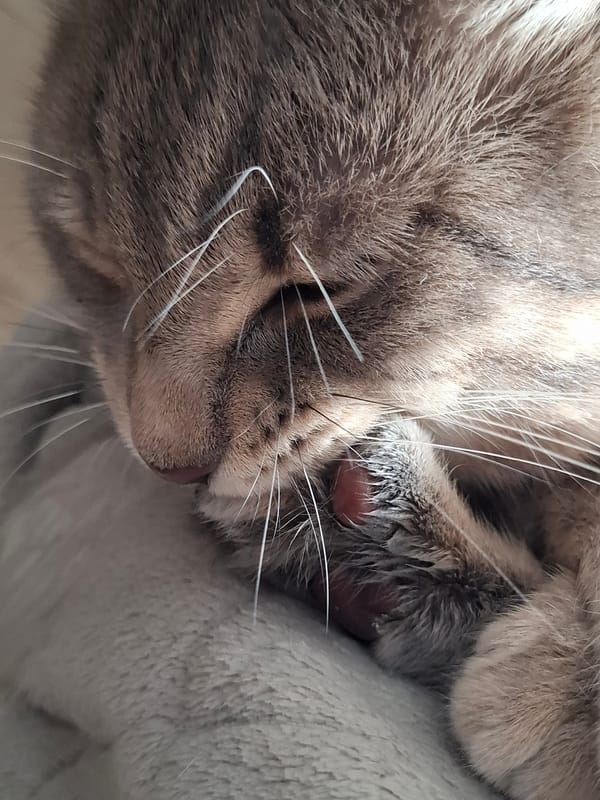 Cat rests peacefully in Novi Sad