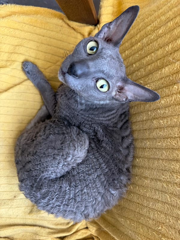 Cornish Rex cats at home in Moscow, July 2026