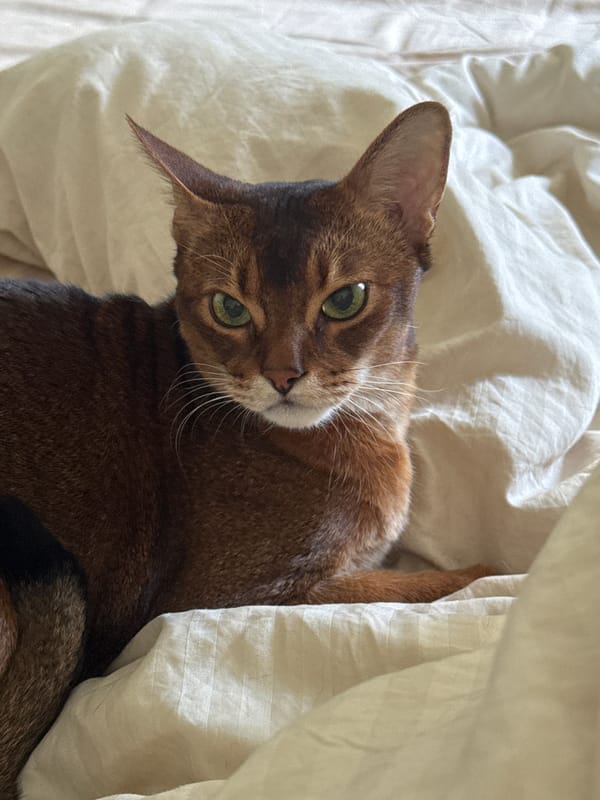 Abyssinian cat lazy morning in a Moscow apartment