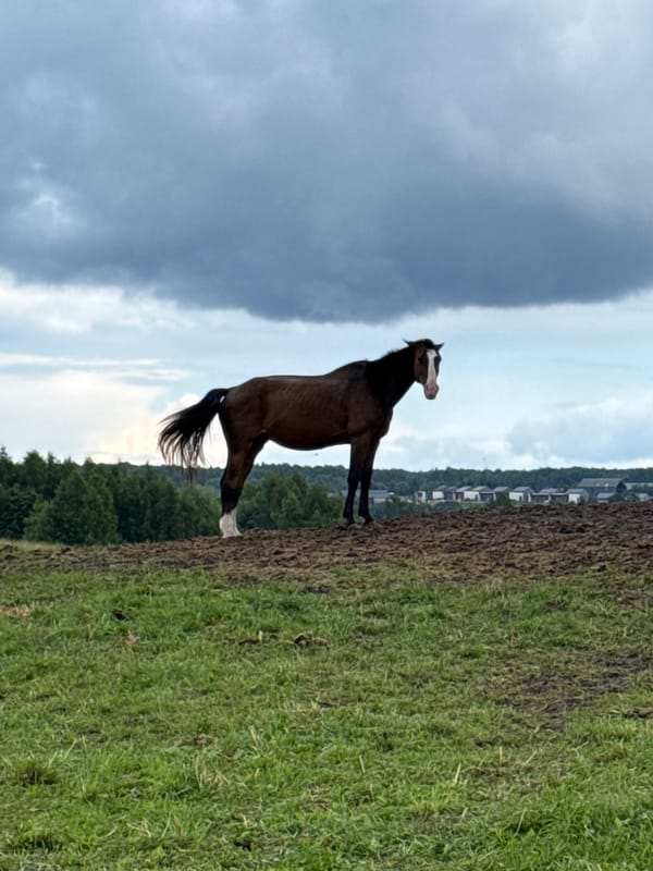Horses in a muddy Lithuanian field, plus chanterelles and daisies