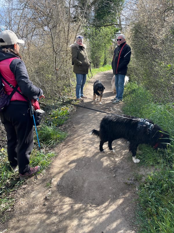 Outdoor recreation activities observed in Saint-Galmier park area