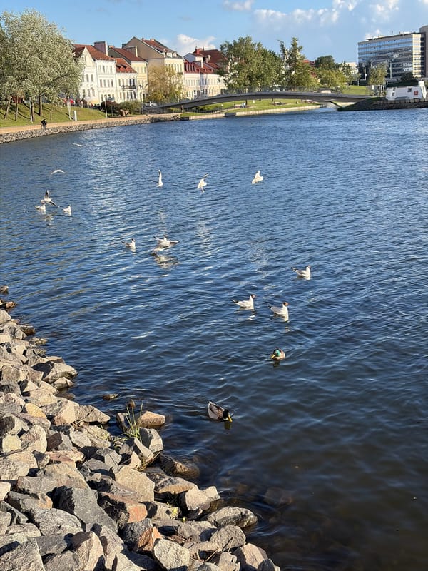 Birds gather along Minsk's Svislach River on sunny afternoon