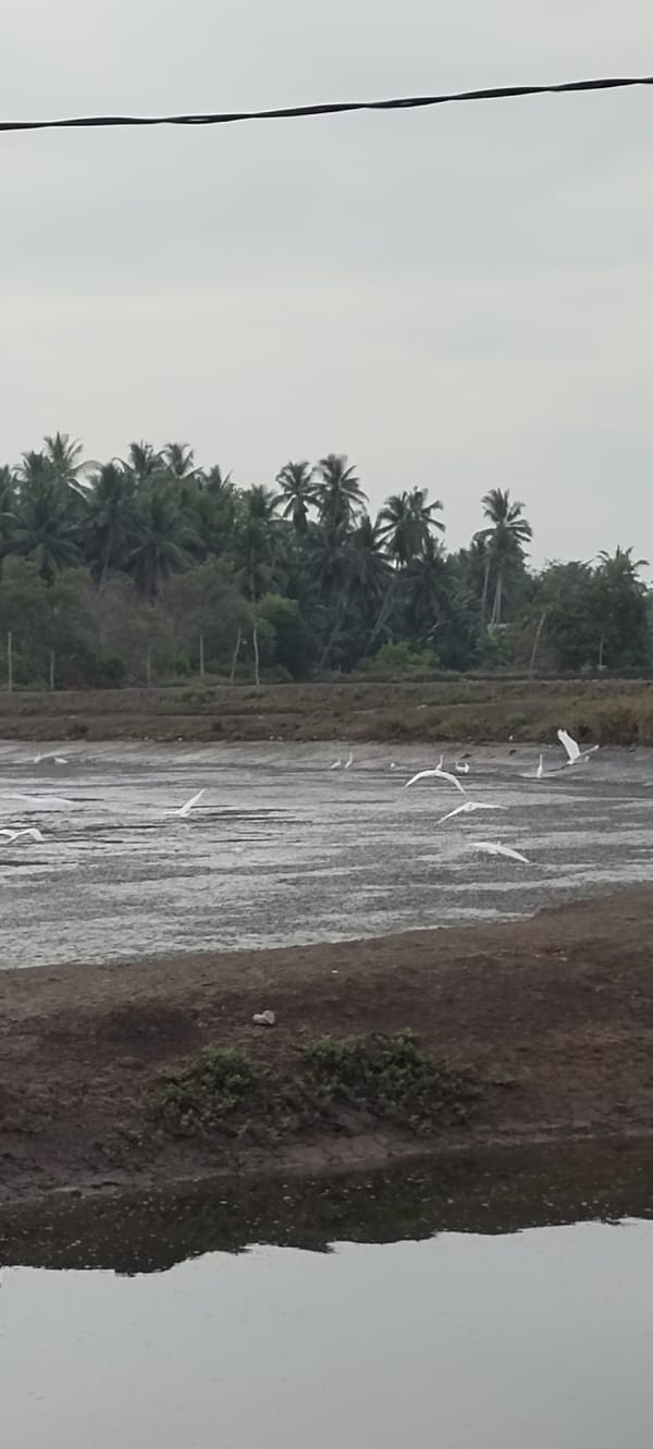Witness documents wetland birds and nature scenes over 45 minutes