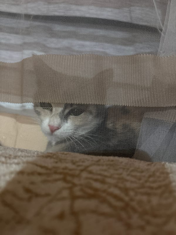 Cats observed in Bulgarian home during evening hours