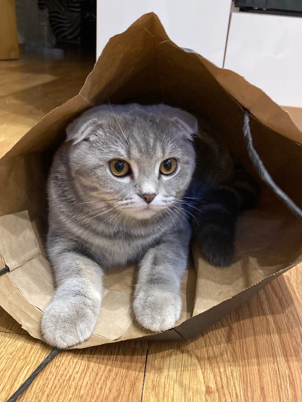 Domestic cats observed playing and eating in Votkinsk, Russia