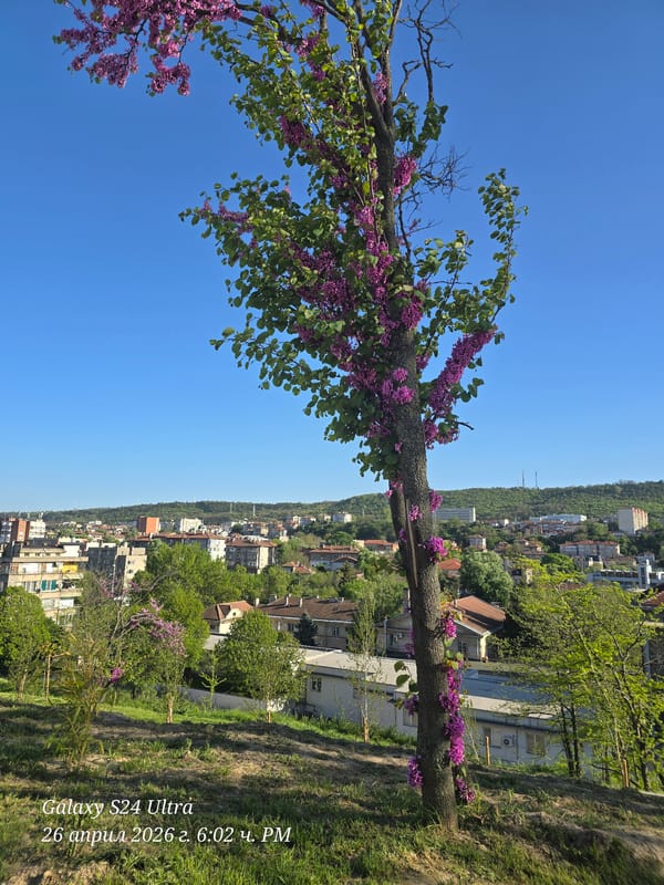 Spring blooms documented across Svishtov, Bulgaria on sunny afternoon