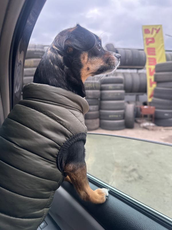 Dog spotted in vehicle wearing vest in Kyiv