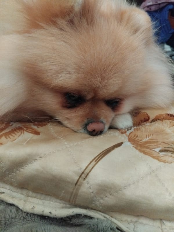 Pomeranian dog naps on floral pillow in Bulgarian home