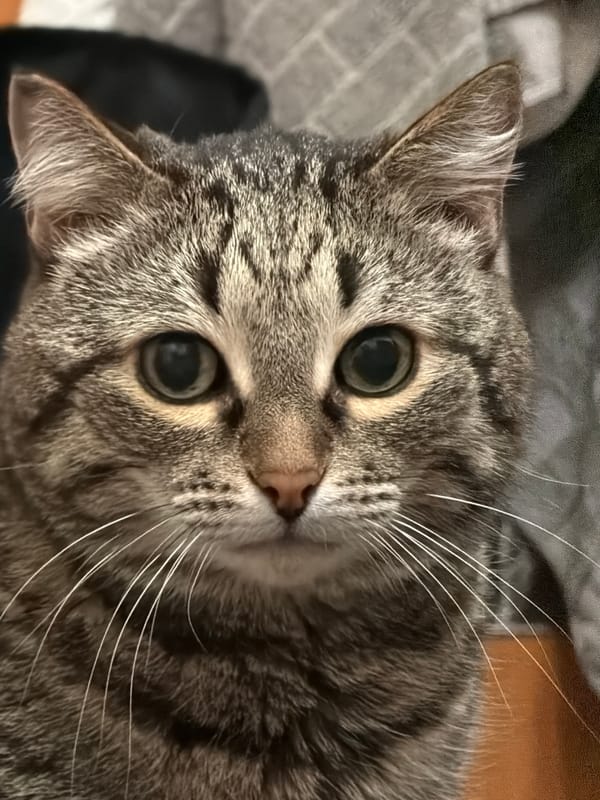 Tabby cat photographed resting on bed in Izhevsk