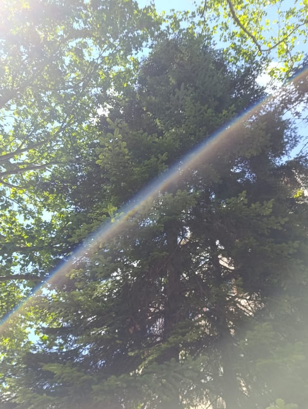 Witness documents sky views through trees in Razgrad