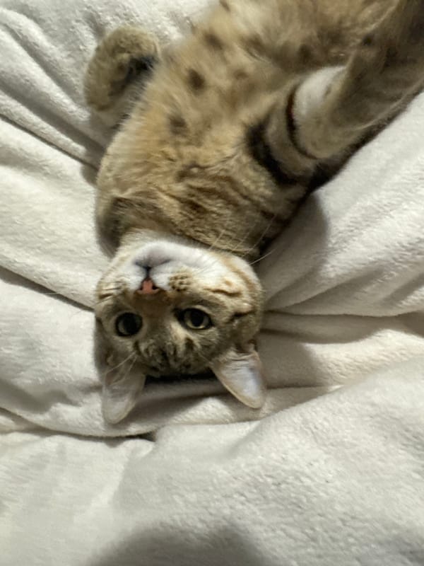 Tabby cat observed resting indoors during evening hours