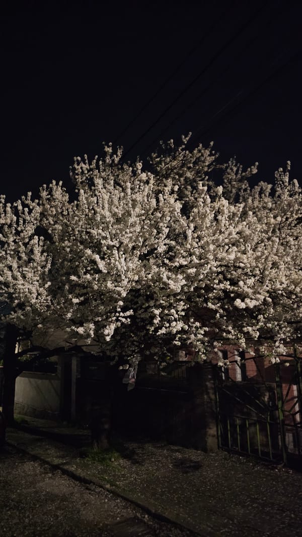 Nighttime blossoming tree photographed in Karlovo, Bulgaria