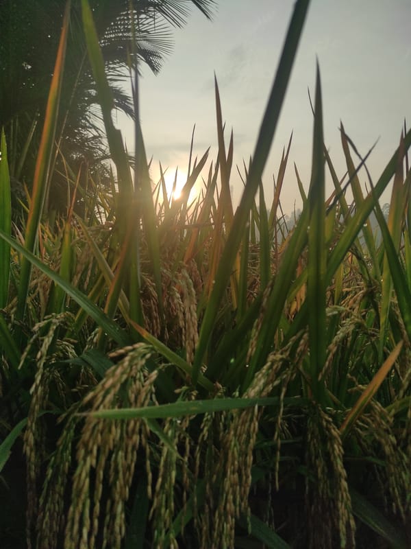 Rice field documented in Lhokseumawe, Indonesia showing mature grain