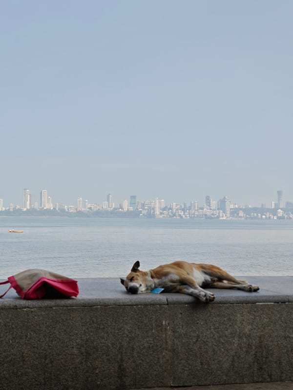 Dog sleeps on coastal wall in Mumbai morning