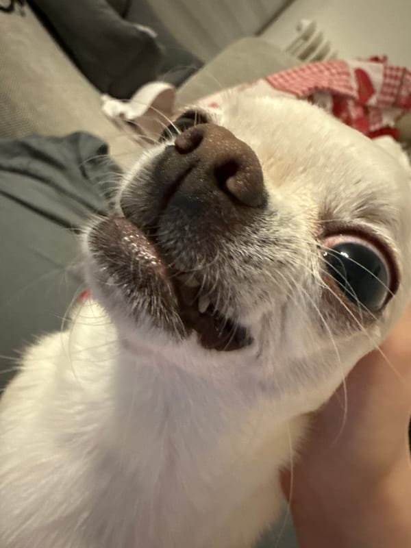 White Chihuahua in close-up, Berlin evening