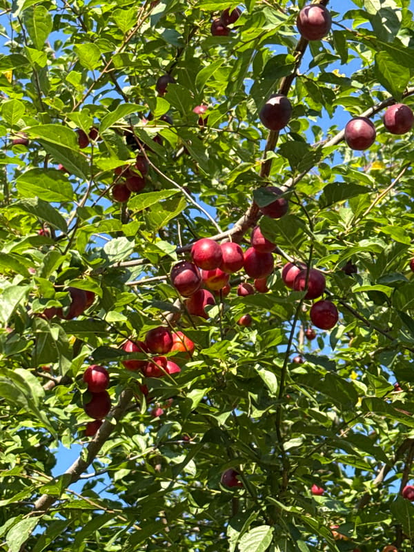 Ripe berries and plums spotted up close on leafy branches