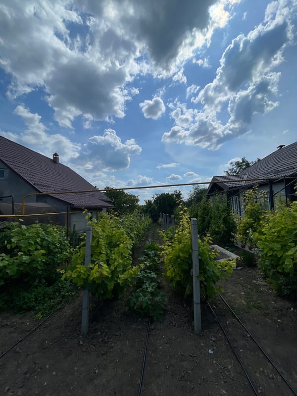 Rural Moldovan smallholding in full summer season