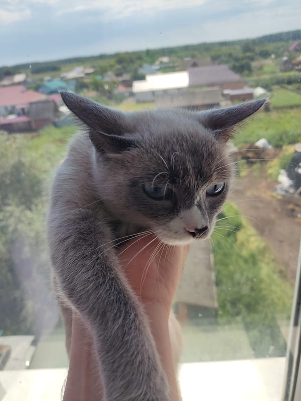 Three cats held up to a window in rural Russia