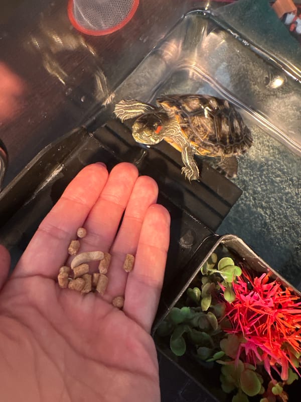 Feeding a pet turtle and snacking at home in Novoaltaysk