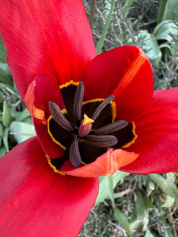 Spring flowers bloom in Bulgarian village garden