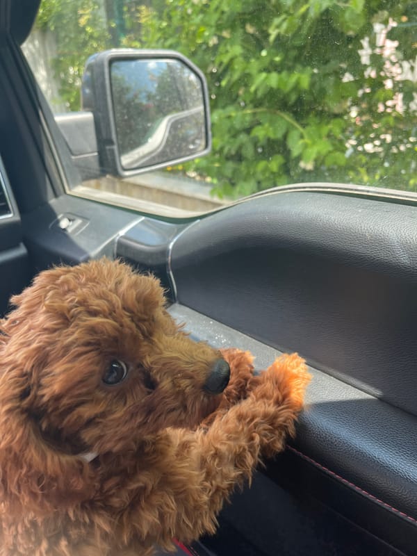 Dog rides passenger seat in Ford vehicle, Sofia