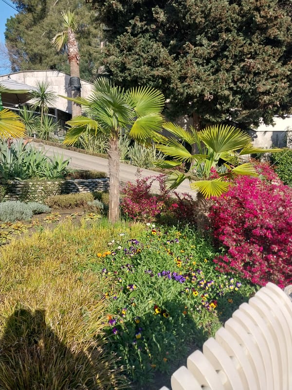 Spring blooms and wildlife captured across sunny Sochi