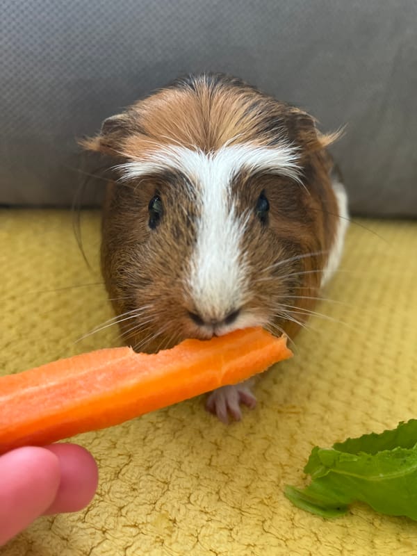 Guinea pig feeding session documented across 26-minute timespan