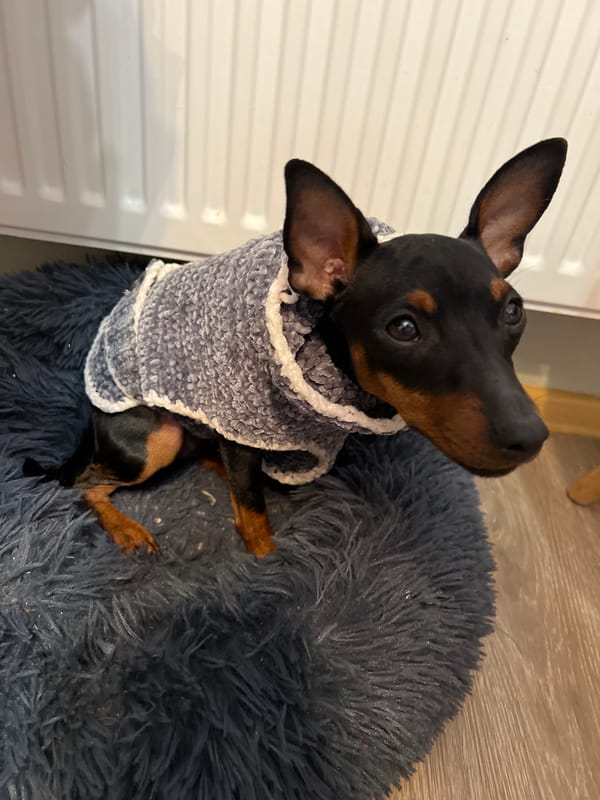 Small dog in sweater rests on bed in Saint Petersburg