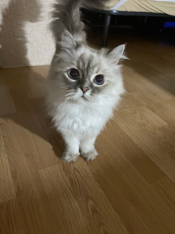 Fluffy cat with blue eyes observed indoors on wooden floor