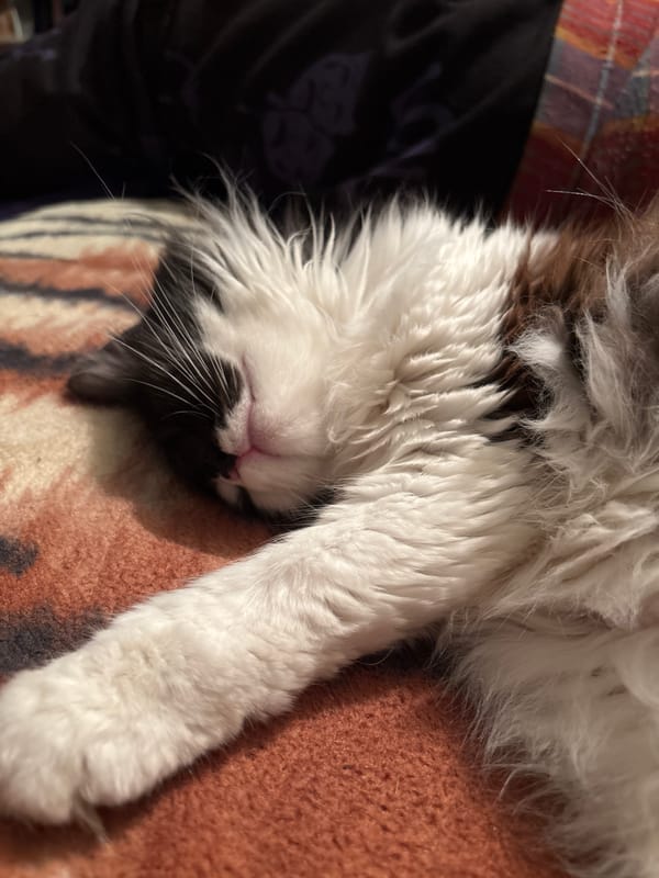 Black and white cat photographed sleeping in Bulgarian homes