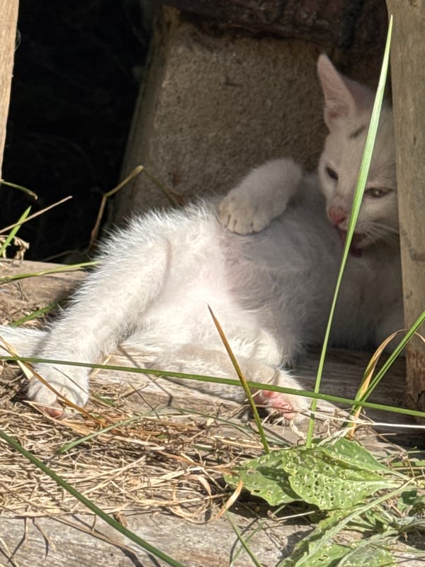 Kittens explore a rustic outdoor shelter on a sunny day