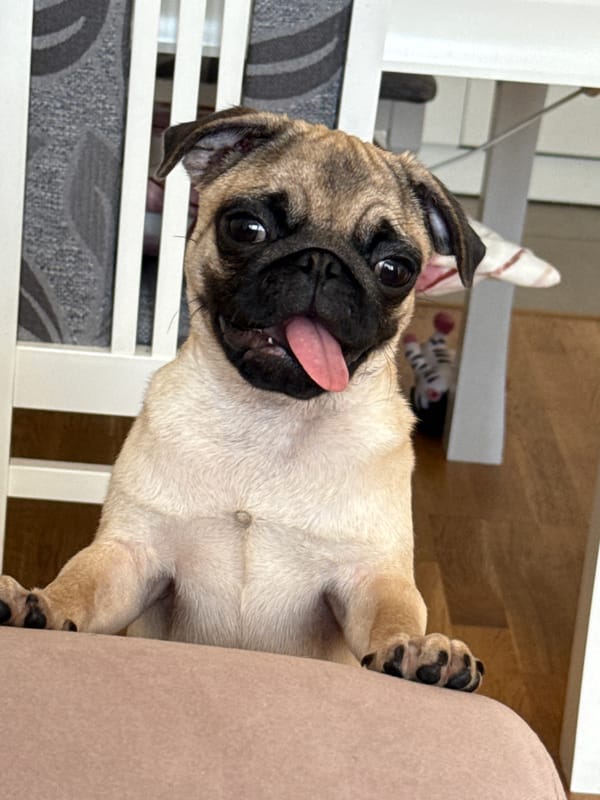 Pug photographed with tilted head and extended tongue indoors