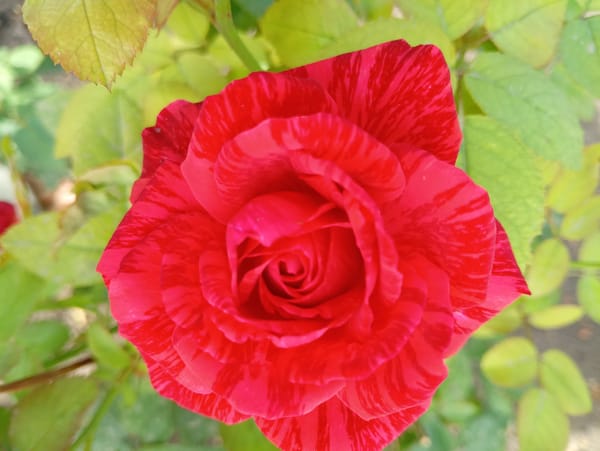 Close-up tour of a flowering garden in Marynivka, Ukraine