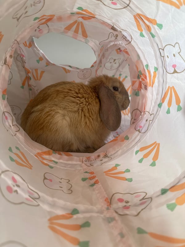 Pet rabbit plays in decorative tunnel in Varna