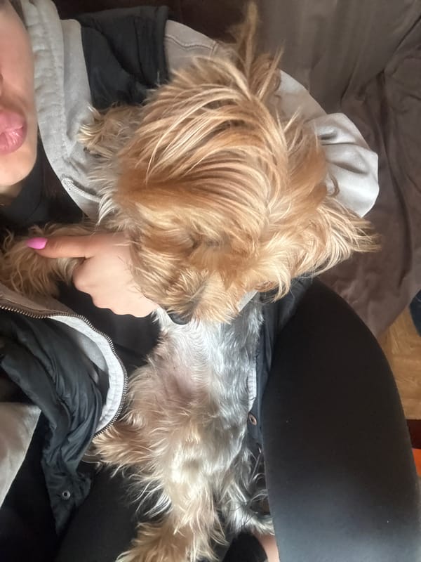 Yorkshire Terrier rests on owner's lap in Bulgaria