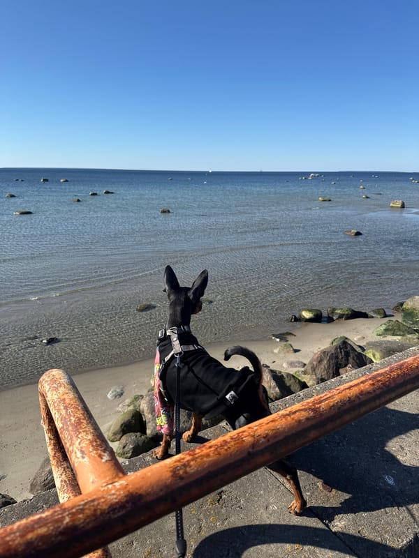 Dog watches water from Tallinn pier on sunny afternoon