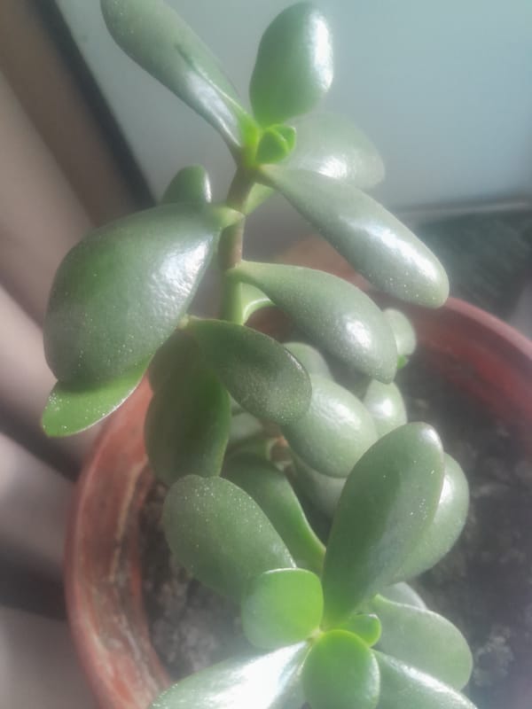 Jade plant observed in terracotta pot with dusty leaves