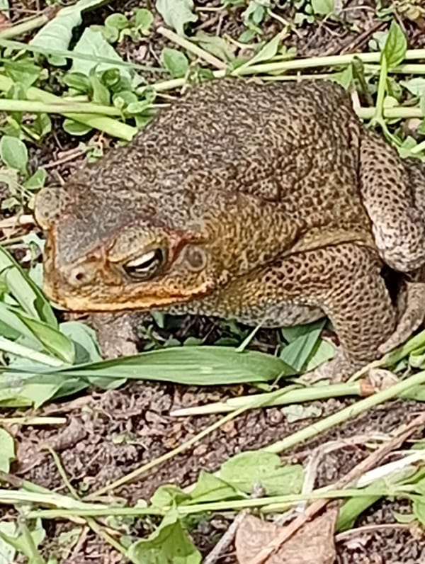 Forest floor wildlife up close in Carmen, Philippines