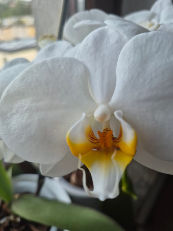 White orchids photographed in close-up shots in Trier