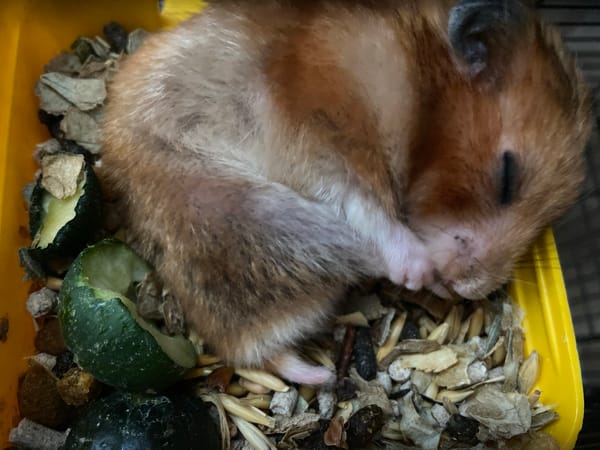 Hamster naps directly in its food bowl, fully committed